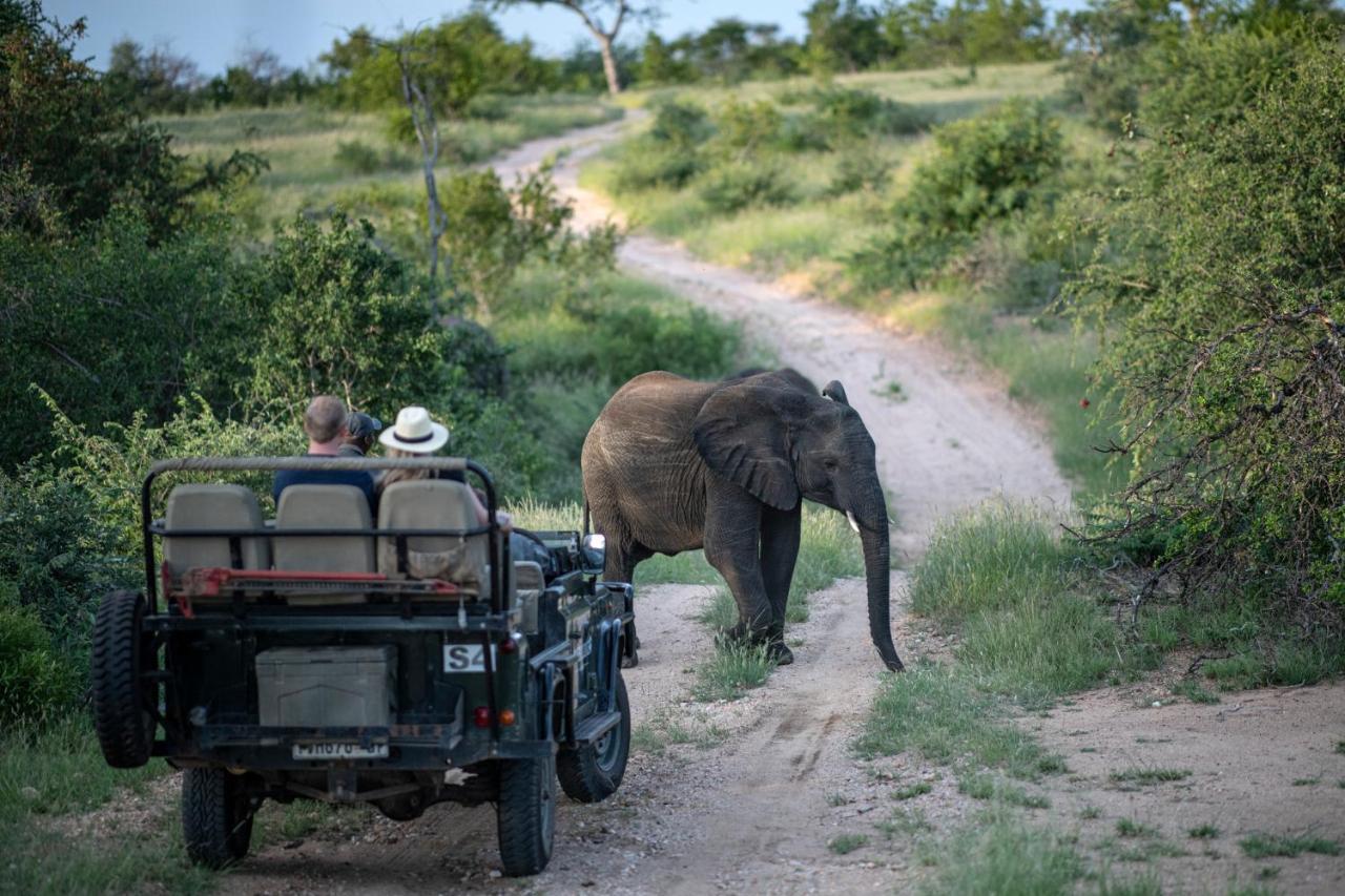 Simbavati Hilltop Lodge Timbavati viltreservat Exteriör bild